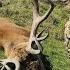 April Red Stag Hunting New Zealand