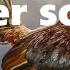 Roosters Crowing Background Sound 10 Hours