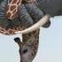 Giraffe Vs Elephant Fight For Water