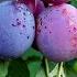 How To Grow Care And Harvesting Plum Trees In Backyard Growing Fruits