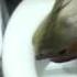 Cockatiel Poops In Toilet