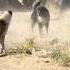 A Dogfight Between Tajik Shepherd Dogs From Two Different Flocks