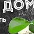 АПЕЛЬСИН ДОМА Как вырастить апельсиновое дерево из косточки СНАЧАЛА БЫЛО СЕМЕЧКО