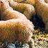 How NZ Farmers Shear 25 000 Sheep In 10 Days Big Business