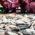 750 Pieces Rohu Fish Kosha Recipe Mache Vate Bengali Daal Rice Fish Curry For Villagers