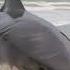 Great White Shark Washed Up North Carolina