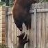 Mama Bear Refuses To Abandon Her Beloved Cubs