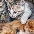 Mother Cat Lay Motionless Waiting To Dying Kittens Desperately Begged For Help A Miracle Happened