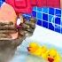 KiKi Monkey Playing Giant Bubble In Bathtub With Duckling In The Toilet KUDO ANIMAL KIKI