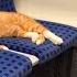 Lonely Cat Lay In A Train And Didn T Move But Then The Unbelievable Happened