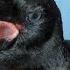 Baby Crow Up Close And Personal