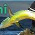 Mahi Mahi Hunters I SLICE I Full Documentary