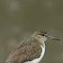 Sandpiper In The Rain Mangrove Rain Sandpiper