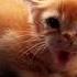 Adorable Kittens Who Are Angry A Compilation