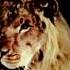 Metro Goldwyn Mayer Lion Funny