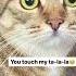 Oh You Touched My Talala YT COMMENTS ON PLEASE Fypシ Cat Funny Music