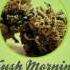 KRANIUM Gotta Believe Kush Morning Riddim 2012