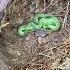 Bright Green Snake Sleeping Under Rock