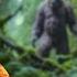 Shocking BIGFOOT Encounter In Oregon Backcountry 2023