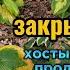 Закрываем Вовин сад Замульчировала хосты Продуваем систему водоснабжения