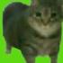 Oo Ee A E A Cat Green Screen