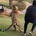 Tiger Attack On Dog Nouman Hassan