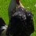 Rooster Crowing Compilation Ten Different Roosters Chicken Sound Effects Alarm