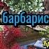 Обзор моих барбарисов Барбарис Тунберга Самые эффектные и неприхотливые растения Сад