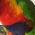 Best Talking Rainbow Lorikeet 2