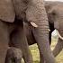 An Incredible Chaotic Introduction For Phabeni All The Elephants In The Herd