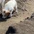 The Cute Puppies Who Took Refuge In The Cave Came Running When They Saw Us