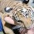 Naughty Kid Playing With Bengal Tiger Nouman Hassan