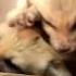 Five Week Old Fennec Foxes Wake Up In The Morning