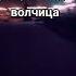 волка должна украшать одна волчица волк одиночка