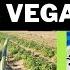 LAS VEGAS HAS A FARM Farming Harvest Vegan Blackvegan Freshvegetables Fyp