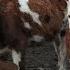 Tozza Simmental Va Rasisyki Buzoqchalar TARS TARS TARS Sotiladi Eng Arzon Va Zo Rlari