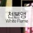 발음 천본앵 WhiteFlame Feat 하츠네미쿠