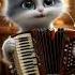 Cat Musician Accordion Concert By A Fluffy Talent Shorts