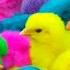 Ayam Lucu Ayam Warna Warni Ayam Rainbow Kelinci Lucu Bebek Lucu Ikan Koi Hewan Lucu