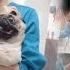 Pug Screams Hysterically While Receiving Manicure