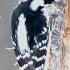 Downy Woodpecker In The Sax Zim Bog