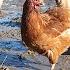 EASY TRICK To FIX MUDDY CHICKEN RUNS No More Stinky Chickens