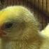 Chicks Sounds Little Chicken Sounds 4 Hours And 30 Minutes