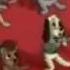 Pound Puppies The Legend Of Big Paw I M A Puppy Too English