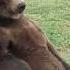 Grizzly Belly Scratch Wild Animal Sanctuary 10 02 2018