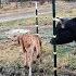 How I Stopped My Cow From Busting The Fence