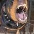 Angry Rottweiler Dog Sound Viral Ytshorts Shortsfeed Rottweiler Youtubeshorts Trending