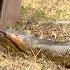 Anaconda Enters Pig Pen Eats Pig