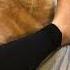 Exotic Shorthair Cat Purrs For Foot Shorts