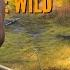 TREETOP TROPHIES Treestand Only Challenge TheHunter Call Of The Wild Layton Lakes